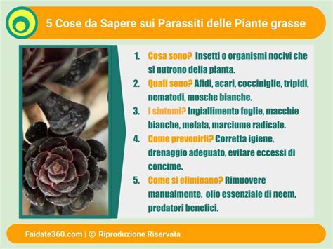 Parassiti Delle Piante Grasse Riconoscerli Prevenirli E Combatterli