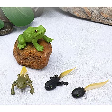 Tadpole Frog Kit Frog Life Cycle Toys Plastic Grow Frogs Fake Frog