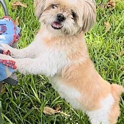 Available Pets At Shih Tzu Rescue Inc In Davie Fl Adoptapet