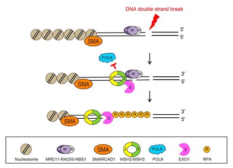 How Cells Select Dna Damage Repair Pathways