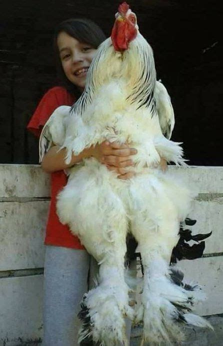 Brahma Chickens-Gentle Giant - Chicken Heaven On Earth