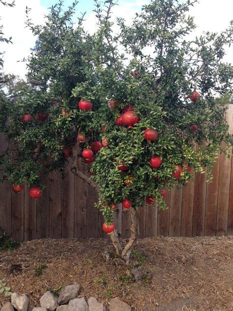 Pomegranate Tree Fruit Trees Backyard Fruit Tree Garden Garden Trees