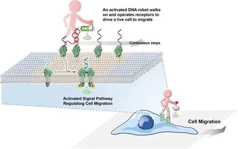 聂舟：让细胞成为“追光者” 化学生物传感与计量学国家重点实验室