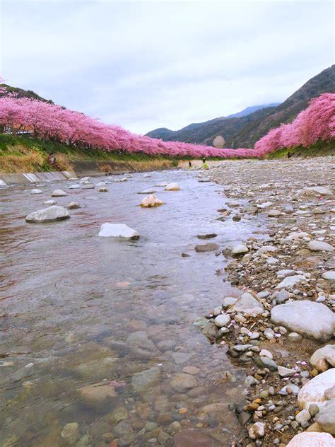 Cherry Blossom Jepang Bunga Sakura Foto Gratis Di Pixabay Pixabay