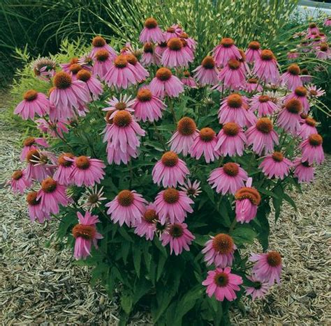 Coneflower Echinacea Purp Kims Knee High From Growing Colors