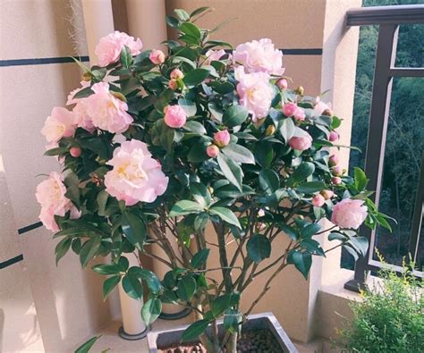 loai hoa truong tho cang trong cang  gia tri canh la sum sue