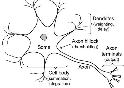 Structure Of Biological Neuron A8e