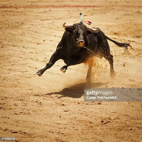 52,941 Bull Fighting Stock Photos, High-Res Pictures, and Images ...