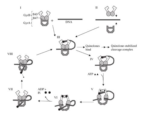 Schematic Illustration Of The Dna Gyrase Supercoiling Cycle Showing Download Scientific