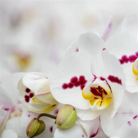 Orchid Care Video: How to Care for Your Orchid in 6 Easy Steps