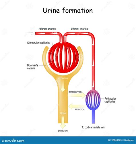 Urine Formation In Nephron In The Kidney Stock Vector Illustration Of