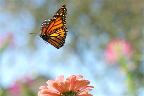 Butterfly Garden, a spring delight!