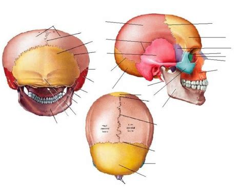 Anatomy Practical Cranial Sutures Diagram Quizlet