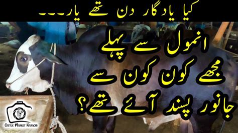 Last Memorable Mandi Vlog Before Buying Anmol Sohrab Goth Cow Mandi