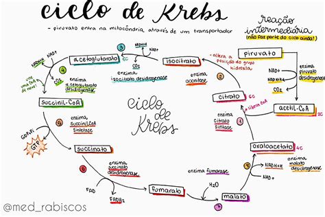 Mapa Mental Ciclo De Krebs Revoeduca