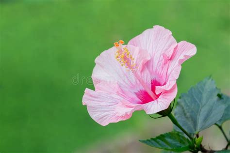 Flor Rosada Del Hibisco Foto De Archivo Imagen De Fondos