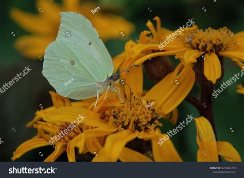 Gonepteryx Rhamni Known Common Brimstone Butterfly Stock Photo