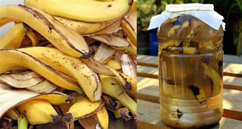 Cómo Hacer Fertilizante Orgánico Con Cáscara De Banana Infoagro