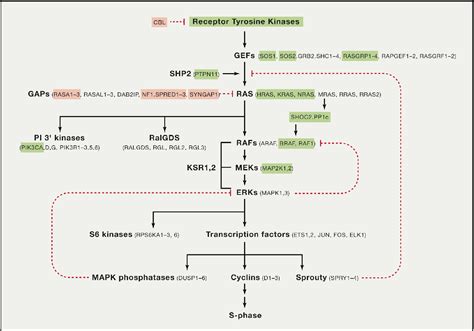 Figure From Ras Proteins And Their Regulators In Human Disease