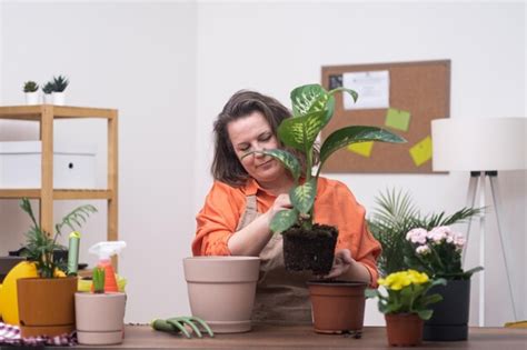 La Magia Del Cuidado Del Trasplante De Plantas Para Una Planta En