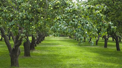 Apple: fruit tree - soandsomag.org