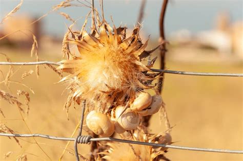 Dried Thistle Flower With White And Yellow Snails Clinging To Its Stem