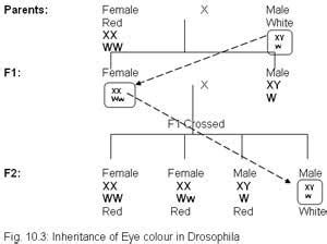 Sex Linked Inheritance Short Note