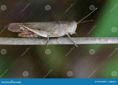 Image Of Brown Short Horned Grasshoppersand X28 Acrididaeand X29 Stock Image Image Of Environment