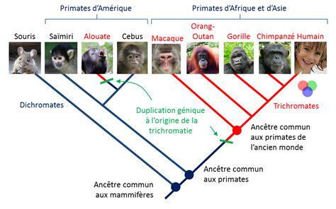 Evolution de la vision des couleurs chez les mammifères et les primates