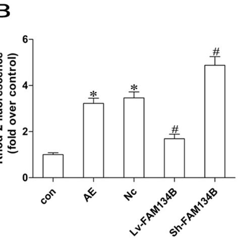 Effects Of Fam B On Acquired Epilepsy Ae Induced Neuronal