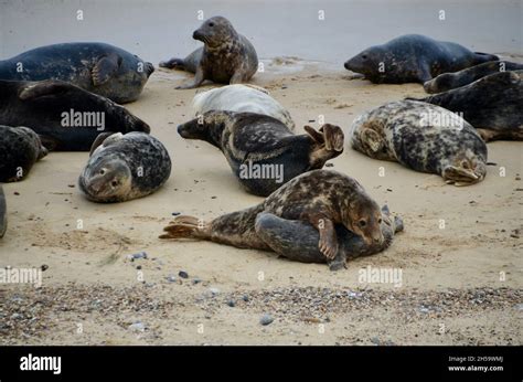seals   horsey beach grey seal colony norfolk england uk stock