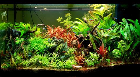 Underwater garden, 16 months old :) : r/aquarium