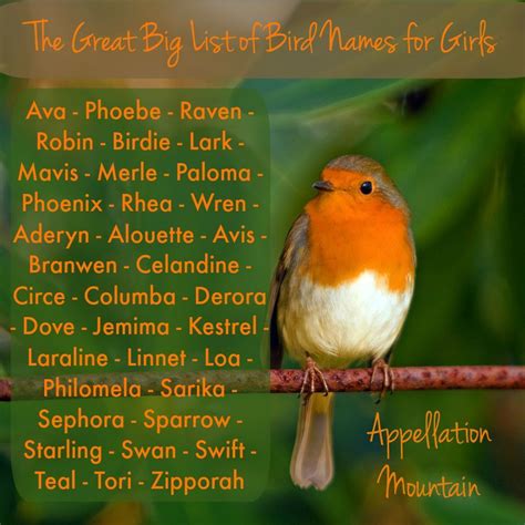 Unique Bird Names With Cool Meanings - PetsWall