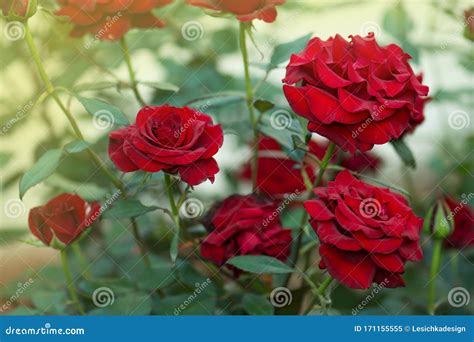 Roses Care Selection Planting Red Roses In Landscape Grow Stock