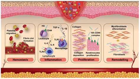 Coatings Free Full Text Biopolymers For Surgical Applications