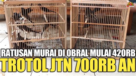 MAKIN BAHAYA RATUSAN EKOR MURAI BATU DI OBRAL MULAI 420RB AN