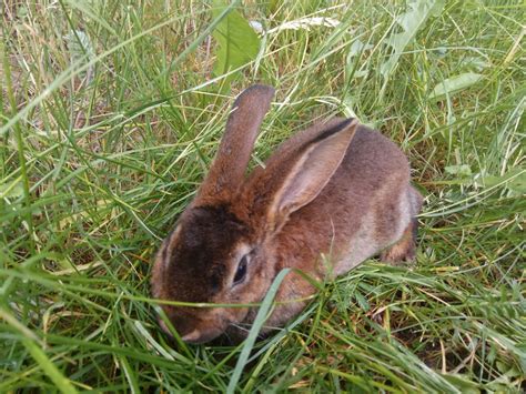 Кролик Рекс — описание, фото и характеристики породы