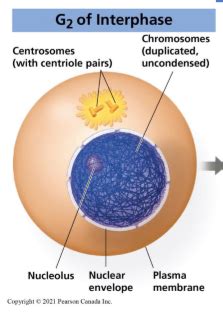 Cell Division Part 1 Flashcards Quizlet