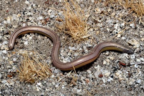 North American Legless Lizards Anniella