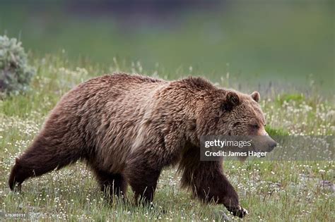 Grizzly Bear Yellowstone National Park Wyoming United States Of America