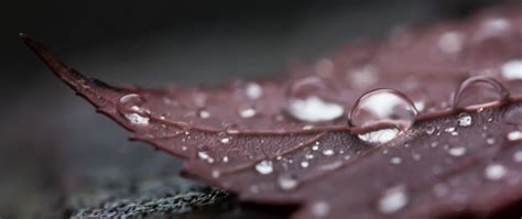 Wallpaper Leaves Water Drops Dew Leaf Flower Drop Petal Close