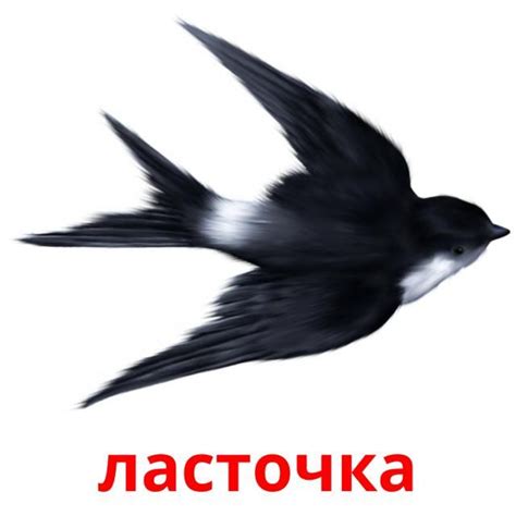 ласточка