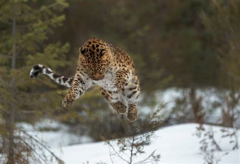 10 Fascinating Amur Leopard Facts Fact Animal