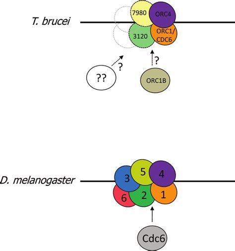 Potential ORC Architecture In T Brucei Architecture Of The D