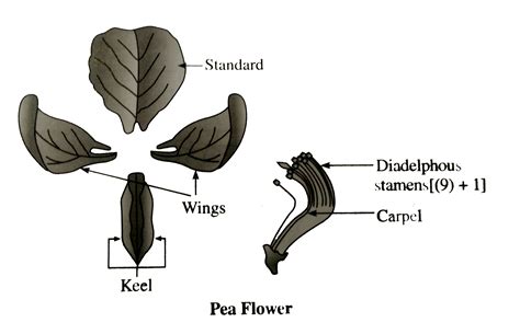 Structure Of A Pea Flower