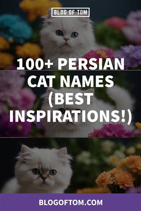 100+ Persian Cat Names (Best Inspirations!) di 2024