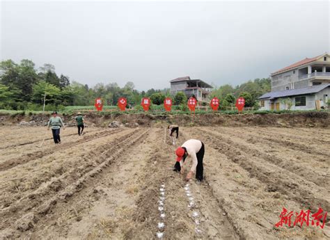 万象“耕”新丨有了“田管家”，安全效益“” 要闻 湖南在线 华声在线