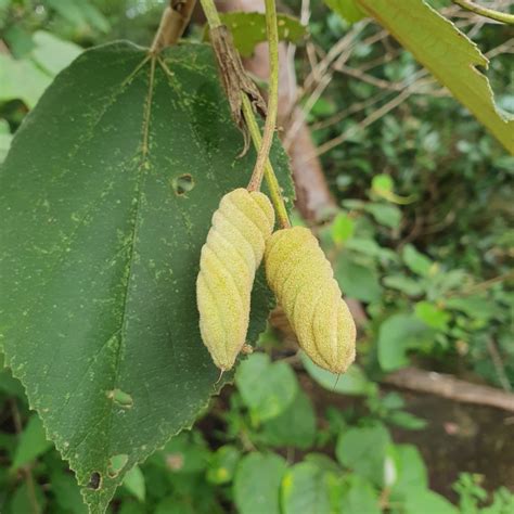 Helicteres Baruensis From Provinz Guanacaste Costa Rica On November