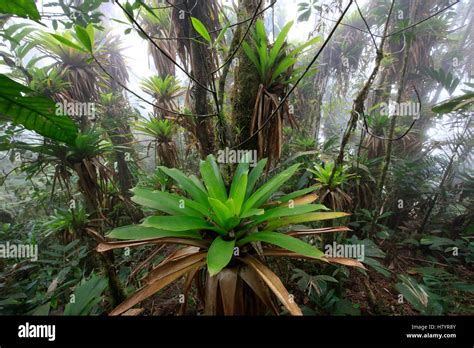 Bromeliad Bromeliaceae And Tree Fern At 1600 Meters Altitude In Tropical Rainforest Sierra