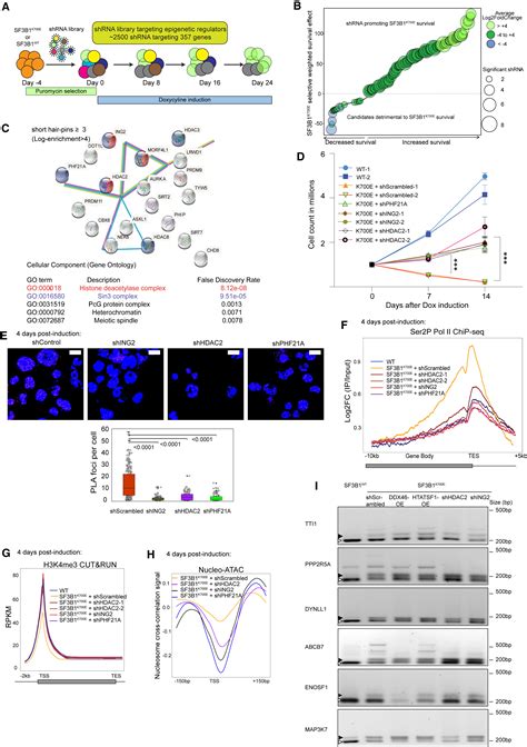 Transcription Elongation Defects Link Oncogenic Sf3b1 Mutations To